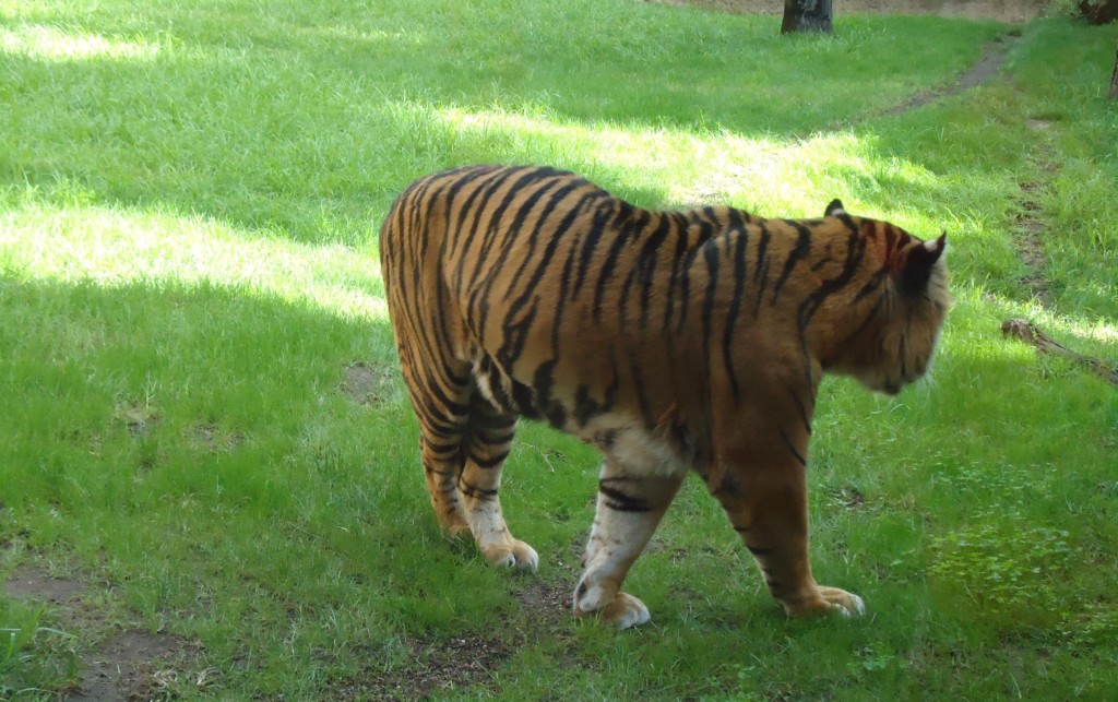 tiikeri fuengirolan eläintarhassa